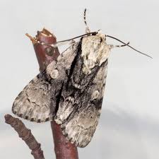 Attēlu rezultāti vaicājumam “Acronicta alni”