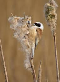 Attēlu rezultāti vaicājumam “Remiz pendulinus adult”