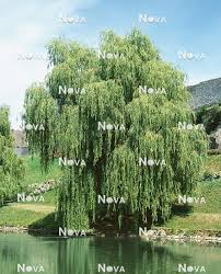 Attēlu rezultāti vaicājumam “Salix x sepulcralis”