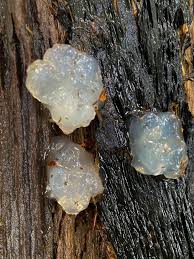 Attēlu rezultāti vaicājumam “Myxarium nucleatum”