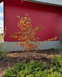 Attēlu rezultāti vaicājumam “Acer pseudosieboldianum”