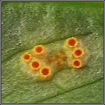Attēlu rezultāti vaicājumam “Puccinia sessilis”