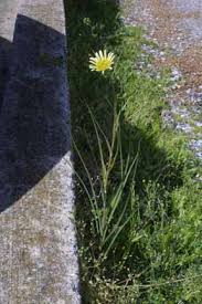 Attēlu rezultāti vaicājumam “Didymium xanthopus stalked”