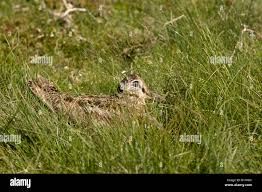 Attēlu rezultāti vaicājumam “Scolopax rusticola nest”