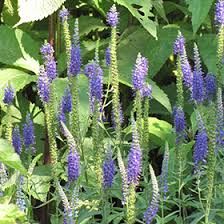Attēlu rezultāti vaicājumam “Veronica spicata leaf”