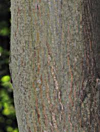 Attēlu rezultāti vaicājumam “Tilia platyphyllos subsp. cordifolia”