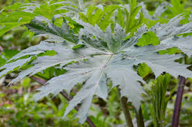 Attēlu rezultāti vaicājumam “Heracleum sphondylium subsp. sibiricum leaf”