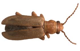 Attēlu rezultāti vaicājumam “Orsodacne cerasi”