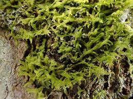 Attēlu rezultāti vaicājumam “Metzgeria violacea”