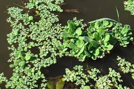 Attēlu rezultāti vaicājumam “Pistia stratiotes”