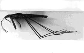 Attēlu rezultāti vaicājumam “Limnoporus rufoscutellatus”