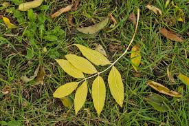 Attēlu rezultāti vaicājumam “Fraxinus excelsior leaf”