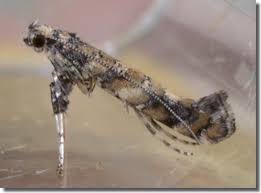 Attēlu rezultāti vaicājumam “Gracillaria syringella imago”