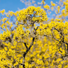 Attēlu rezultāti vaicājumam “Cornus mas flower”