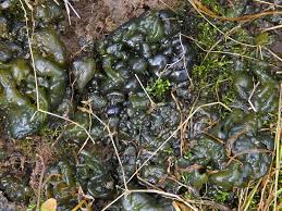 Attēlu rezultāti vaicājumam “Nostoc commune macro”