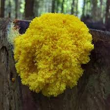 Attēlu rezultāti vaicājumam “Fuligo sp., Lignydium sp.”