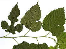 Attēlu rezultāti vaicājumam “Morus alba leaf”