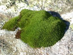 Attēlu rezultāti vaicājumam “Racomitrium heterostichum”