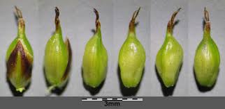 Attēlu rezultāti vaicājumam “Carex hostiana”