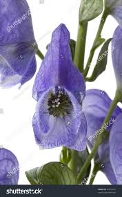 Attēlu rezultāti vaicājumam “Aconitum napellus bud”