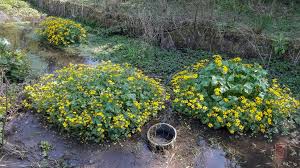 Attēlu rezultāti vaicājumam “Caltha palustris flower”