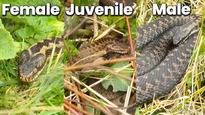 Attēlu rezultāti vaicājumam “Vipera berus adult”