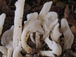 Attēlu rezultāti vaicājumam “Clavulina rugosa”