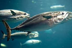 Image result for Euthynnus affinis