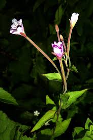 Attēlu rezultāti vaicājumam “Epilobium montanum”