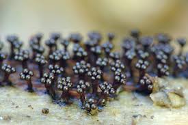 Attēlu rezultāti vaicājumam “Diderma tigrinum young”