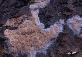 Attēlu rezultāti vaicājumam “Ceriporia excelsa”