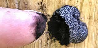 Attēlu rezultāti vaicājumam “Amaurochaete atra”