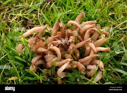 Attēlu rezultāti vaicājumam “Clavaria fumosa”