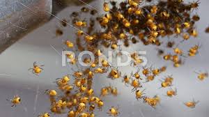 Attēlu rezultāti vaicājumam “Araneus diadematus juvenile”