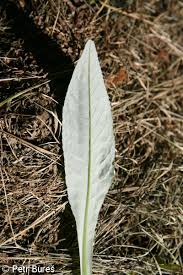 Attēlu rezultāti vaicājumam “Cirsium heterophyllum leaf”