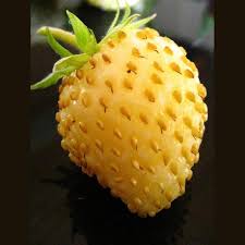 Attēlu rezultāti vaicājumam “Fragaria vesca fruit”