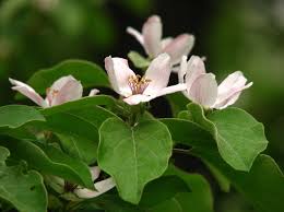 Attēlu rezultāti vaicājumam “Cydonia oblonga flower”