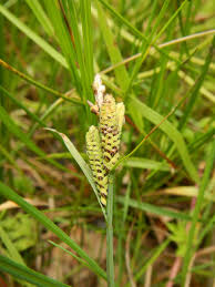 Attēlu rezultāti vaicājumam “Carex hirta female flower”
