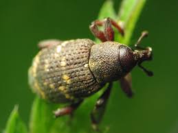 Attēlu rezultāti vaicājumam “Hylobius abietis”