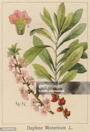 Attēlu rezultāti vaicājumam “Daphne mezereum leaf”