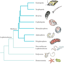 Attēlu rezultāti vaicājumam “Mollusca”