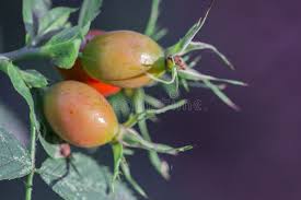 Attēlu rezultāti vaicājumam “Rosa majalis fruit”