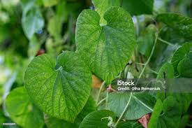 Attēlu rezultāti vaicājumam “Thladiantha dubia”