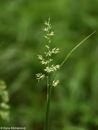 Attēlu rezultāti vaicājumam “Calamagrostis arundinacea leaf”