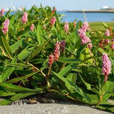 Attēlu rezultāti vaicājumam “Persicaria maculosa leaf”
