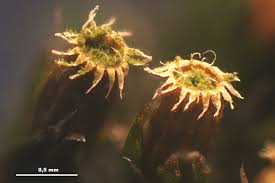 Attēlu rezultāti vaicājumam “Orthotrichum diaphanum”