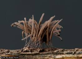 Attēlu rezultāti vaicājumam “Stemonitidaceae”