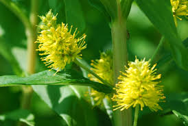 Attēlu rezultāti vaicājumam “Lysimachia thyrsiflora”