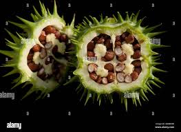 Attēlu rezultāti vaicājumam “Datura stramonium fruit”