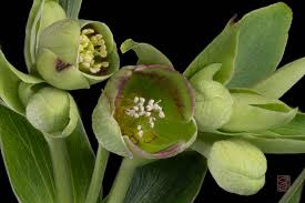 Image result for Helleborus foetidus